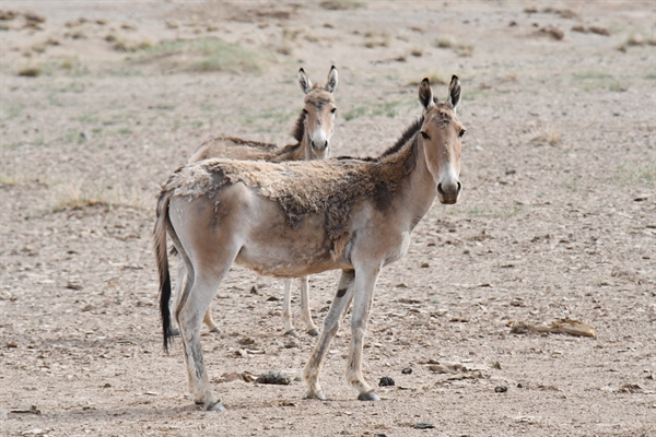 A pair of khulans in Dornogovi province in May 2024. Photo by: Khash-Erdene Bayarsaikhan © WCS Mongolia A pair of khulans in Dornogovi province in May 2024. Photo by: Khash-Erdene Bayarsaikhan © WCS Mongolia